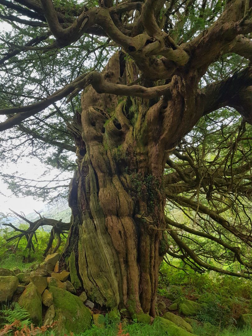 Borrowdale Yew Trees